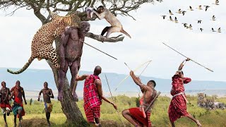 Leopard risked it life to attack noisy Monkeys and Maasai warrior appear to fight | Poor Leopard Cub