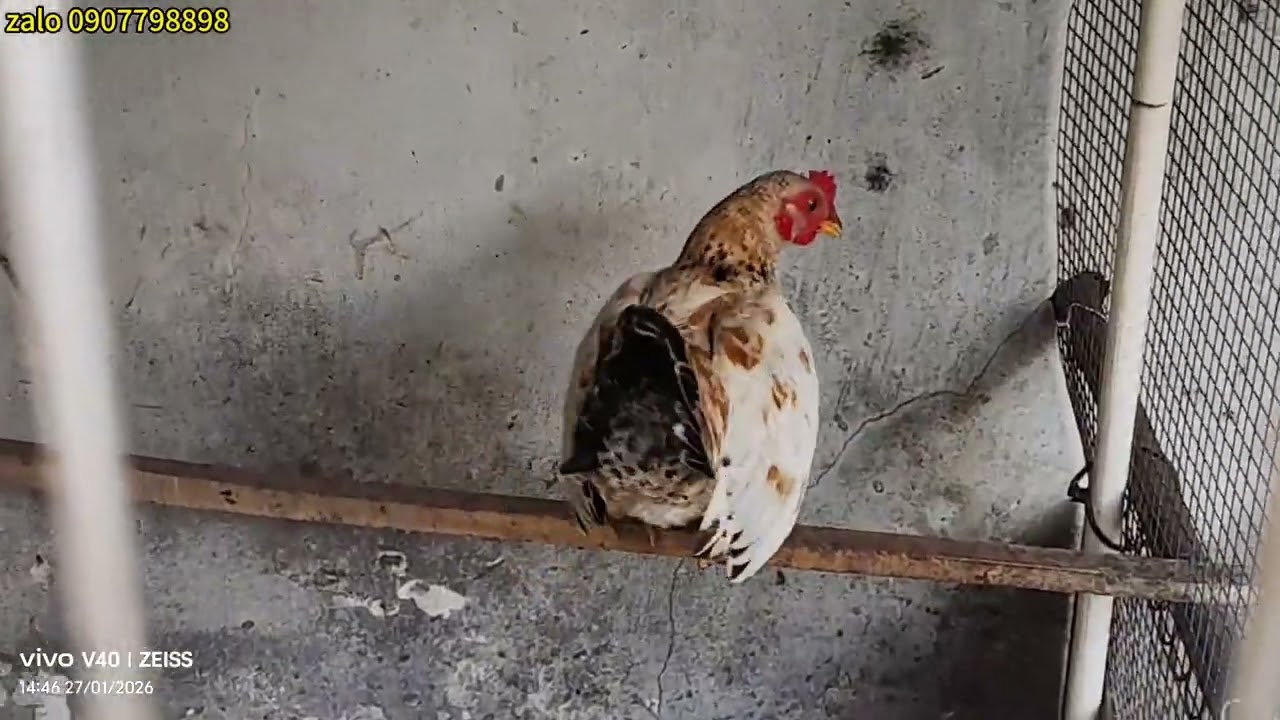 hôm nay ve ga tre bac rat dep