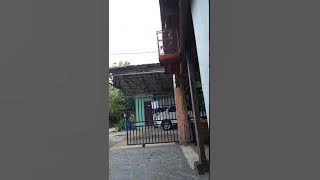Cucak Ranting lokal dada Kuning