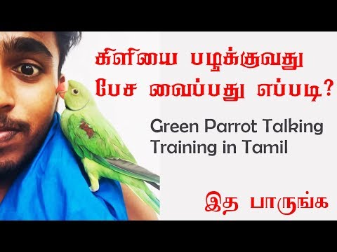 green parrot talking training in tamil