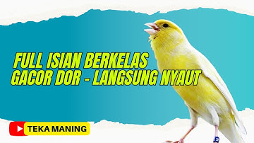 SUARA BURUNG | KENARI FULL ISIAN SUPER MEWAH