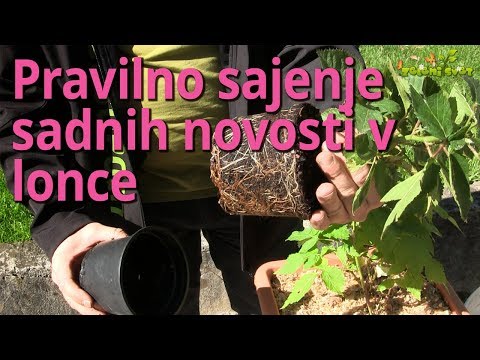 Video: Rastline jagodne begonije - Kako gojiti sobno rastlino jagodne begonije