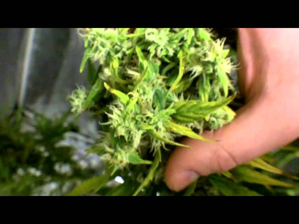 Heavy Buds and BB Macro