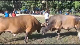 aduan sapi Bawean 28 Juli 2022 // Sangkuriang vs pettir dilapangan kalompang ghubuk