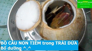 CÁCH NẤU BỒ CÂU NON TIỀM trong TRÁI DỪA, Bổ dưỡng - Làng quê Việt Nam village