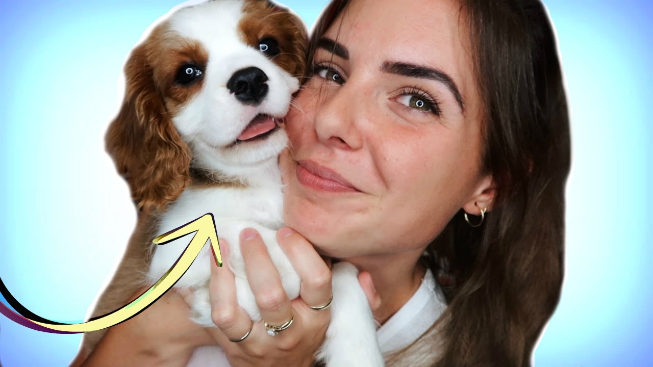 J Adopte Un Chien Youtube