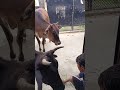 sabji dene gye ko