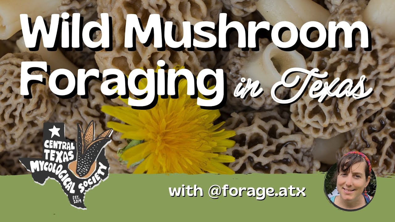 Wild Mushroom Foraging in Texas with Forage.atx YouTube