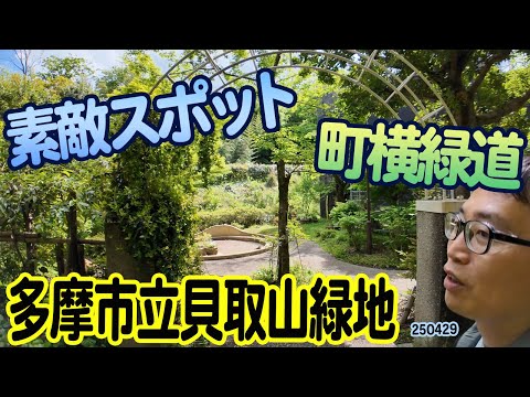 『多摩市立貝取山緑地』東京都多摩市立貝取:身近な場所で自然探訪