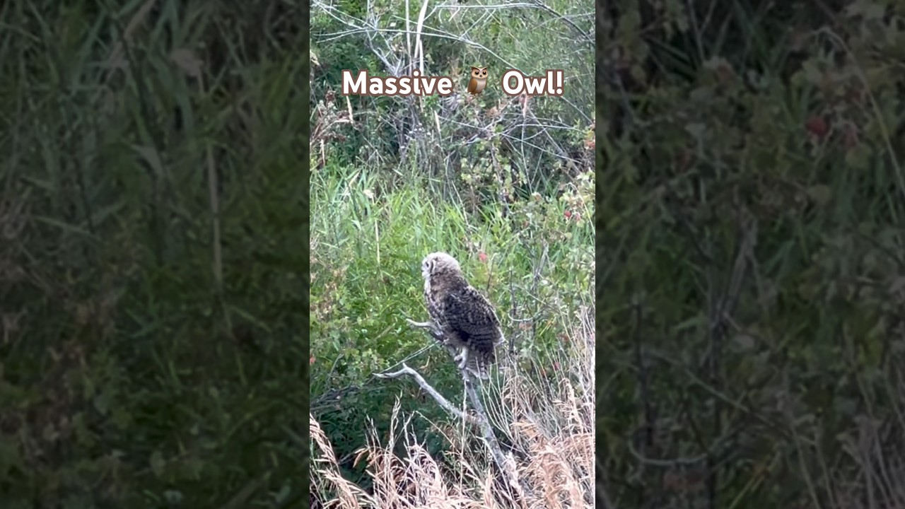 Watch Massive Owl Spotted Today! #wydaho #mountains #nature #exploreidaho on YouTube Watch Massive Owl Spotted Today! #wydaho #mountains #nature #exploreidaho on YouTube