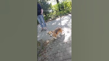 süßer Hund🐶🐶🐶🐶🐩