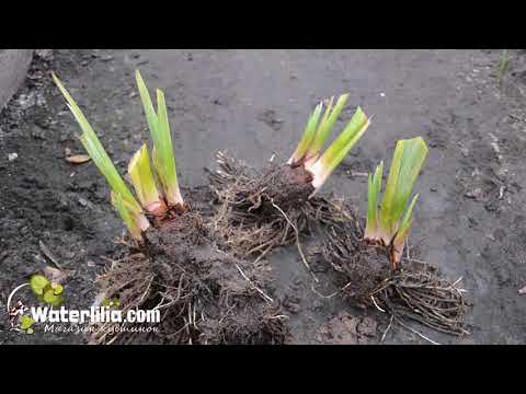 Видео: Посадка водяного ириса: условия выращивания водяного ириса