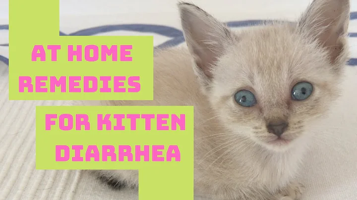 Kitten & Cat Diarrhea Home Remedy - Safe & Easy! - DayDayNews