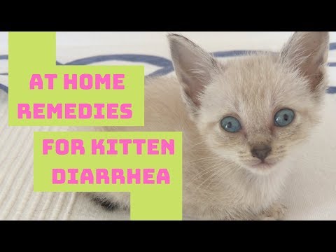 Video: How To Cure A Cat Of Diarrhea