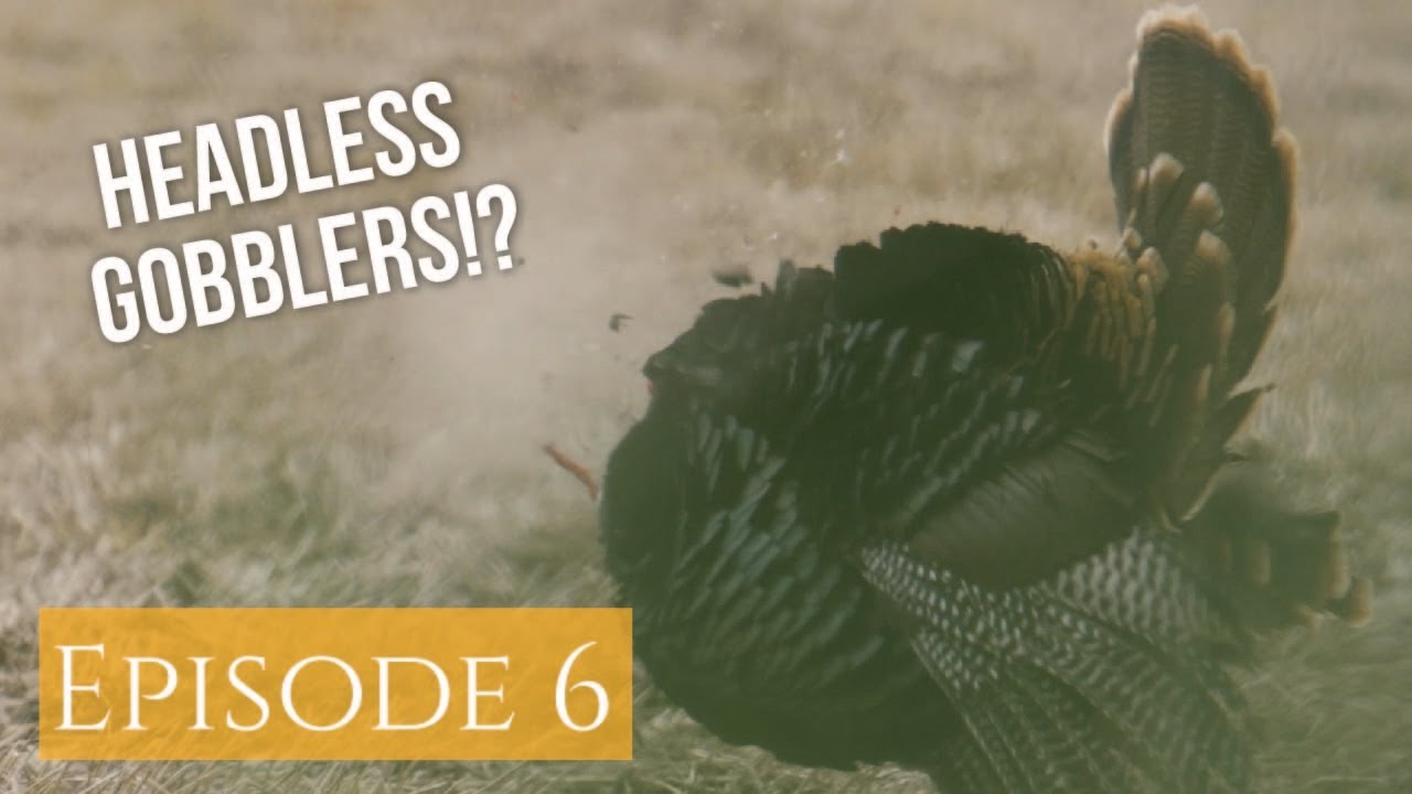 Turkey's head is blown off!!