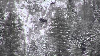 338 Edge Long Range Hunting Sams 2013 moose hunt