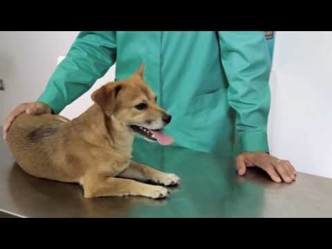 Vídeo: Lagarta Canino