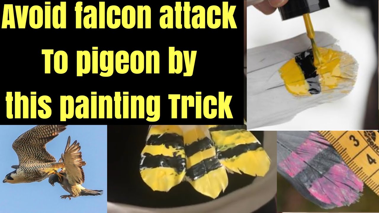 How To Avoid Falcon Attacks On Pigeons Hill Birds Trick India Ta Vlog Ep 4 Youtube
