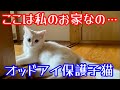 【野良子猫保護】保護した子猫はここが自分のお家だと理解しています
