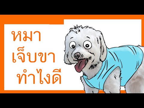 วีดีโอ: จะทำอย่างไรถ้าสุนัขของคุณปวดขา