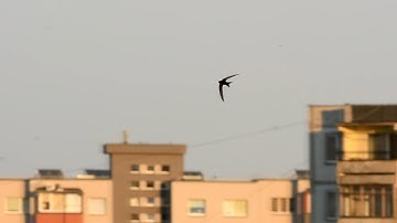 Amazing slow motion Swift in flight over Kaunas, Lithuania