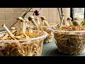 超市蘑菇根別扔！5分鐘DIY再生農場🌱零成本7天狂收三波！#foodies #food #foodvlog #foodlover #foodshorts