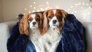 WHAT IT'S LIKE TO HAVE TWO DOGS // Cavalier King Charles Spaniel