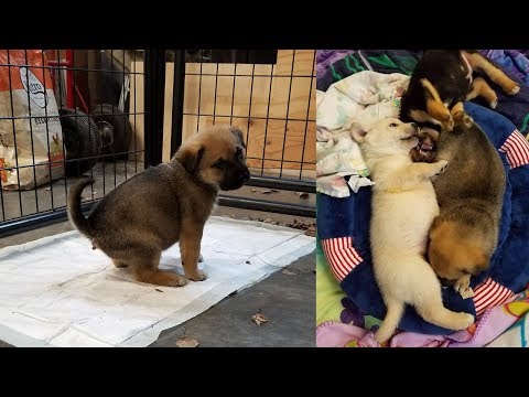 Video: Jak postavit dočasnou psí boudu pro matku a její štěňata