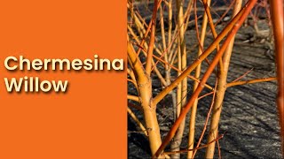 Chermesina Willow