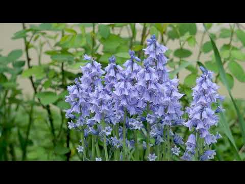 Hasenglöckchen, Waldhyazinthen, Bluebells