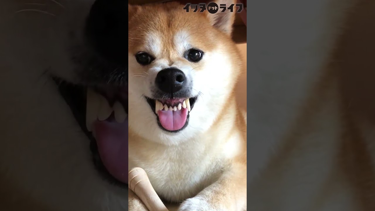 マッサージされてもムキ顔しちゃう柴犬 Shorts Youtube