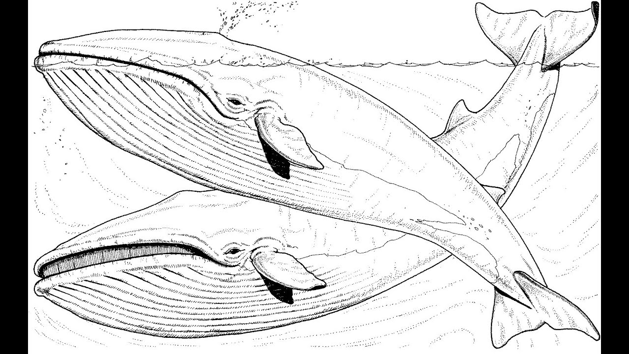 Coloring Pages Of Whales 3