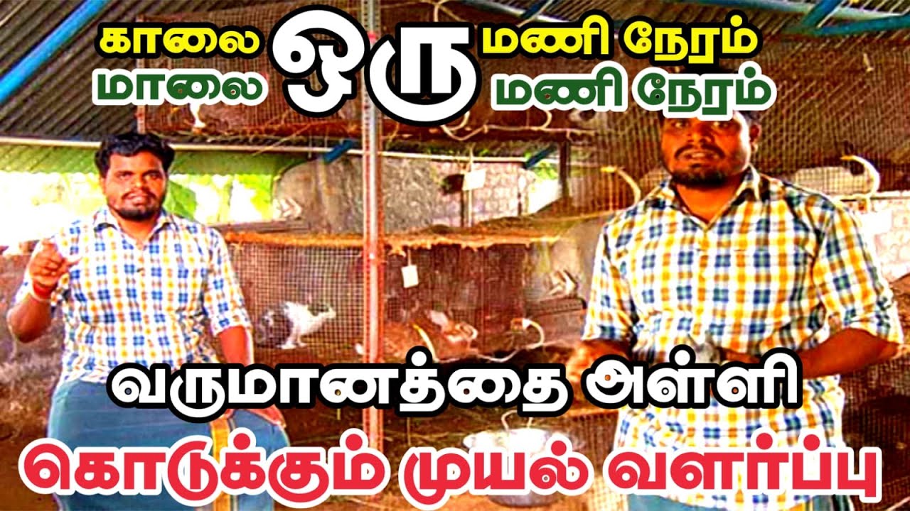 முயல் பண்ணை தொடங்குவது எப்படி? குறைந்த முதலீட்டில் அதிக லாபம் | Rabbit Farming in Tamil