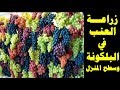 زراعة العنب في المنزل والعناية والتسميد والرى