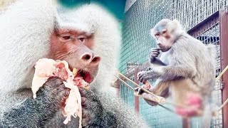 Елисей шуганул Лиду! Вспомнил, что надо держать самок в страхе! Что мясо делает с гамадрилом!