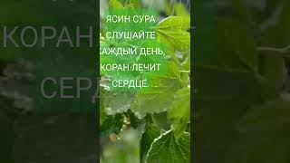 Изумительное чтение корана. #shortsdua #shortvideo #shorts