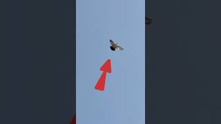 भरर कबतर क शनदर लडग