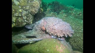 Giant Pacific Octopus hunting for food