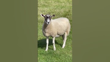 👀watching me🐑#wow #amazing #animals #viral #sheep #watching #me #trending #shorts #youtubeshorts