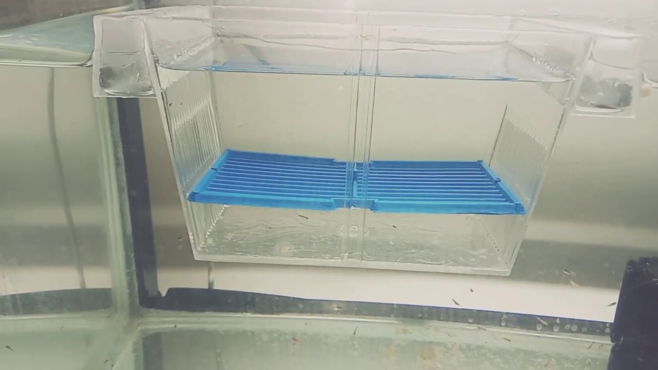 حضانات اسماك الزينه لماذا وكيف تستعملوانواعها