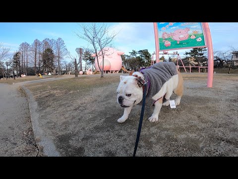 【年末帰省】ブルドッグとポケモン公園とにゃんこ達