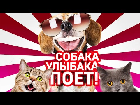 Собака Улыбака Поет! Shorts