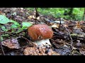 Осінні білі гриби в ліщинах частина 1