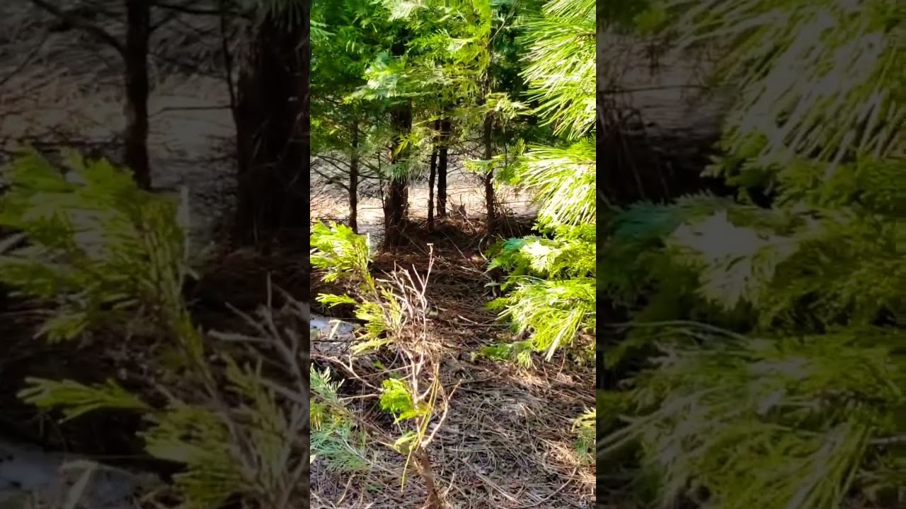 Sneaky-Bobcat🐅Inche’s Away SideBySide Trailhead!.