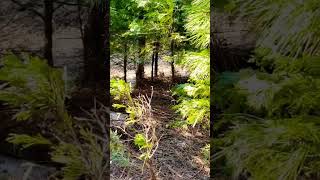 Sneaky-Bobcat🐅Inche’s Away SideBySide Trailhead!.#shorts #bobcat #wildanimals #nature #earthsecret