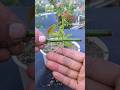 Propagate rose from cuttings very fast with toothpaste