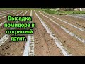 Высаживаем помидор из кассет в открытый грунт.