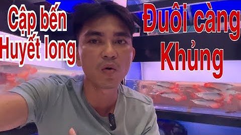 Cập Bến Cá Rồng Huyết Long | Siêu Đuôi Càng | Siêu Đẹp | Chất Màu Đậm