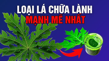 11 Lý Do Lá Đu Đủ là THẦN DƯỢC chữa lành TỰ NHIÊN!