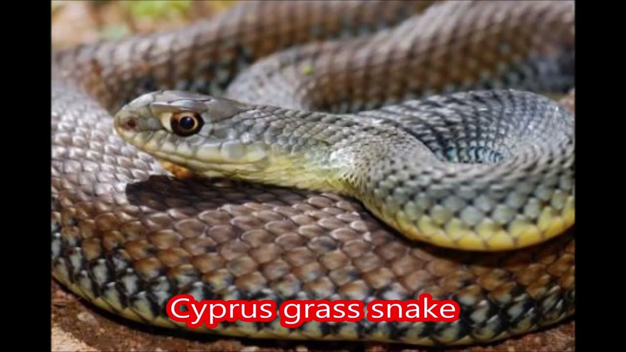 SNAKES OF CYPRUS SERIES Pink Worm Snake PLUS all other Cyprus snakes